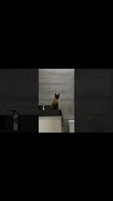 Olha o que elas gosta.... #shorts