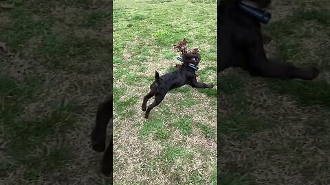 Unstoppable Puppy Finds Stick! Watch What Happens Next... #windblows #shorts