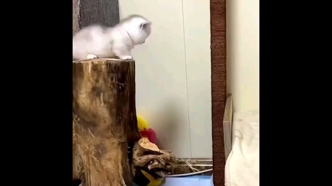 The kitten jumped but could not reach🤦🏻‍♂ trending video