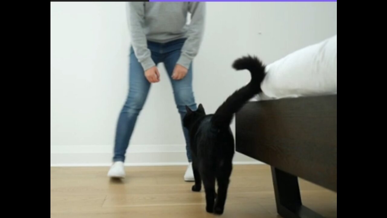 Video of cat learning