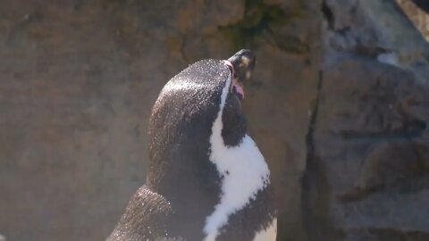 My mother likes penguins because they are interesting. 7