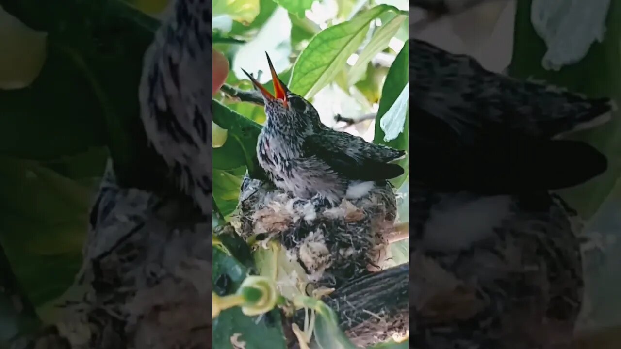 Wildlife in the backyard of Arizona. Hummingbirds and bees galore!