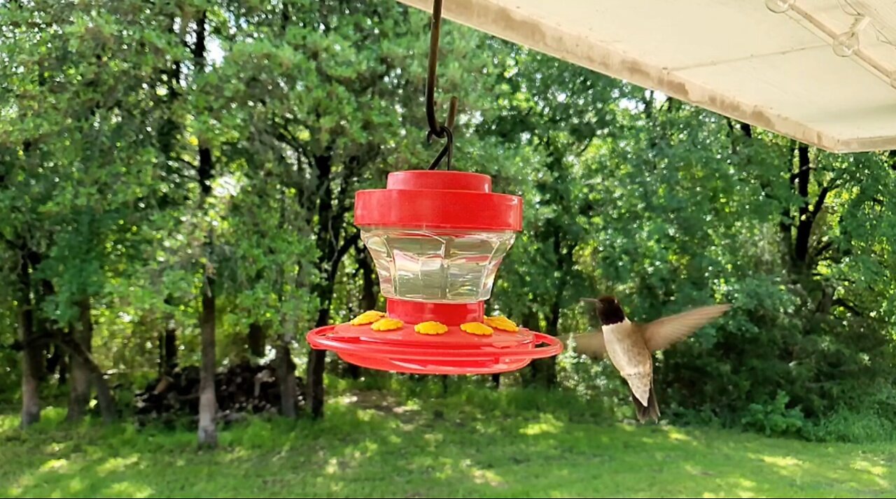 Slow-Motion Hummingbird