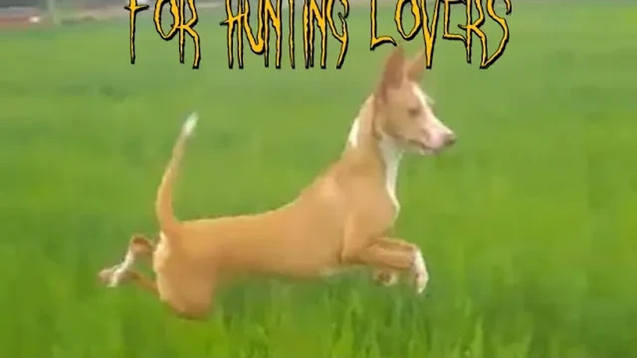 Try NOT to laugh 😂 😄😁Podenco Dog 🐕 like Kangaroo 🦘🤣 looking for the Rabbit