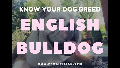 English Bulldog: Know your Dog Breed