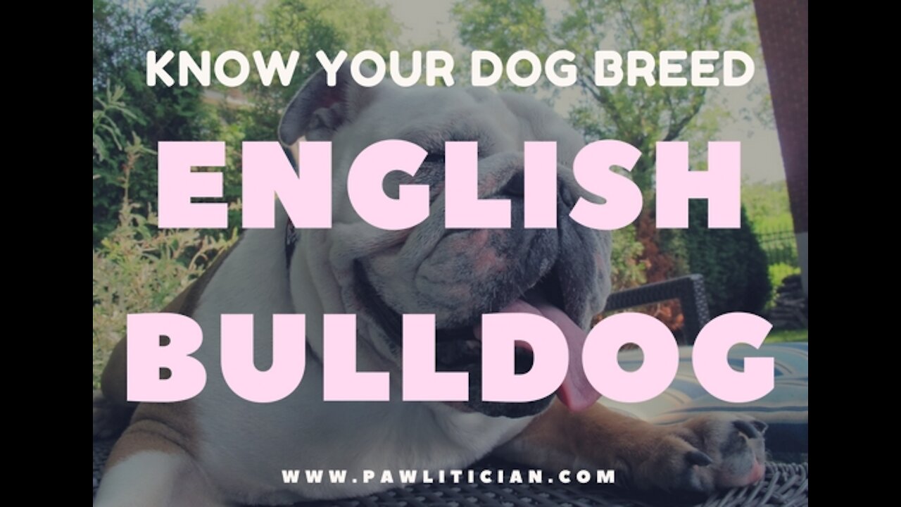 English Bulldog: Know your Dog Breed