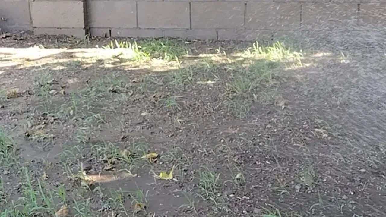 Lawn Project Update - We Definitely Have New Growth!