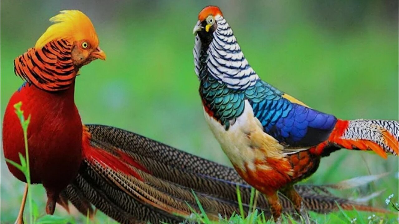 Beautiful Golden Pheasants and Wading Birds