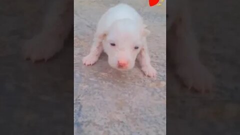 WHY.ARE.YOU.SO.CUTE??? #Puppy #Dogs #Shorts #Puppyvideo #Shortvideo #dog #doglover #cutedog #puppylo