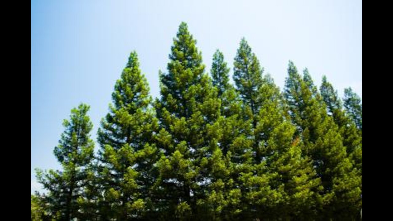 Coniferous trees