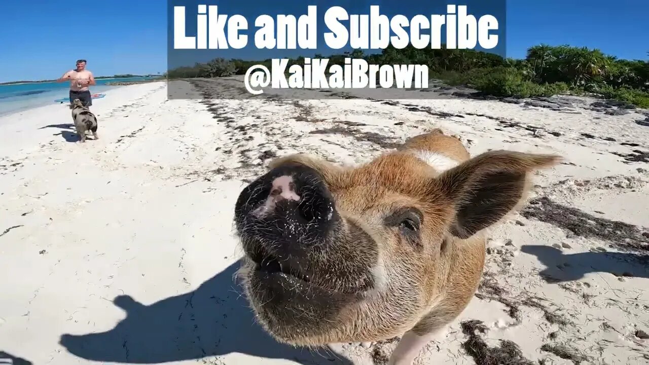 Beautiful Bahamas!! (Wild Boars Attack)