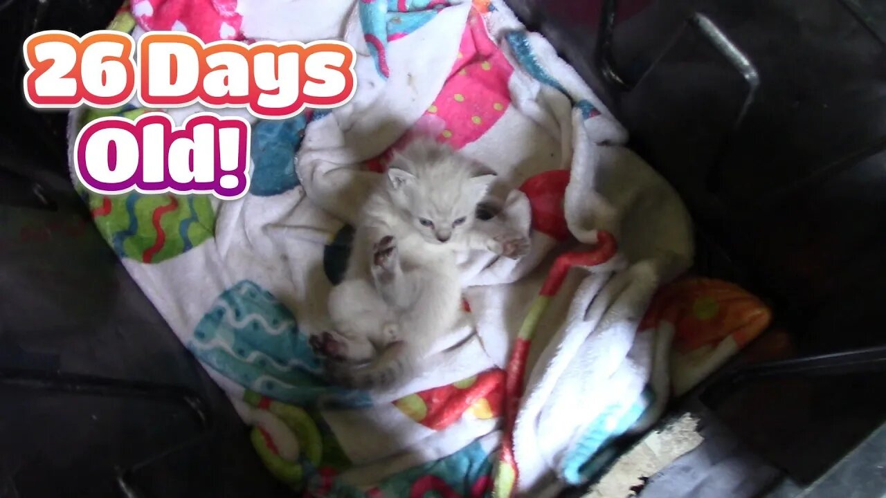 Misha's Kittens Are 26 Days Old! 😻 #Misha #KittenDevelopment #26DaysOld