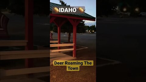 🥔Idaho Deer 🦌 Roaming the Town….#nature #shorts @GigWarsOfficial