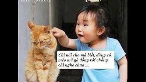 Funny Dog Videos Creative Commons _ No Copyrights