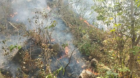 fire in jungle