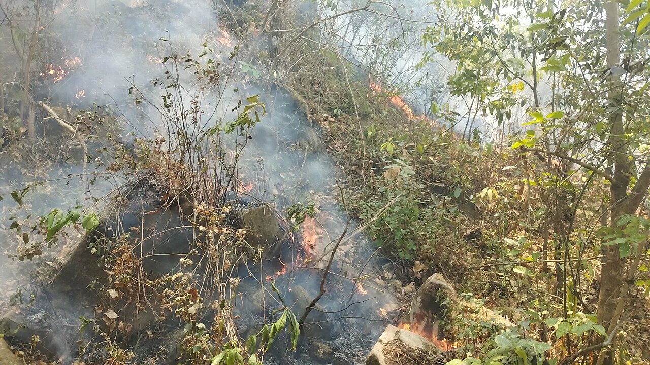 fire in jungle