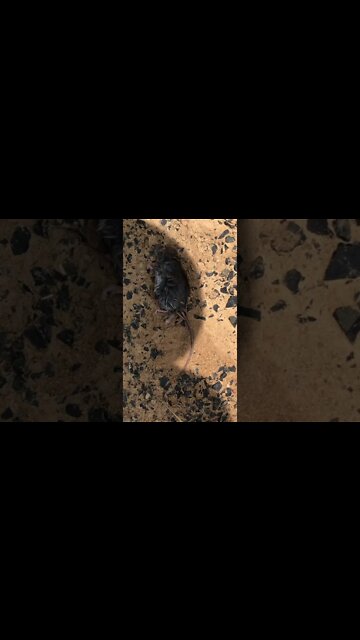 The cats caught a mouse!