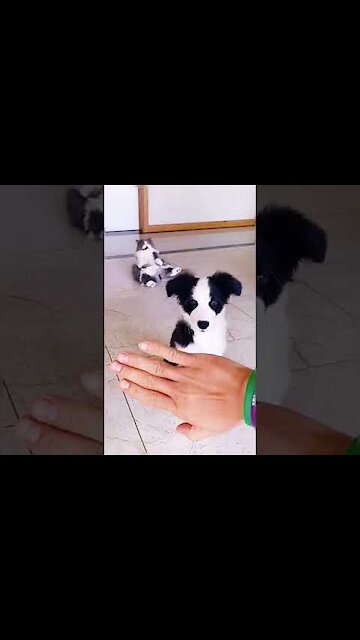 Try Not To Laugh 😂😂😂 - Funny Dogs And Cats Reaction 2021 🐈🐕