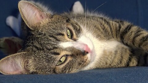 Sweet Cat Twisted His Body