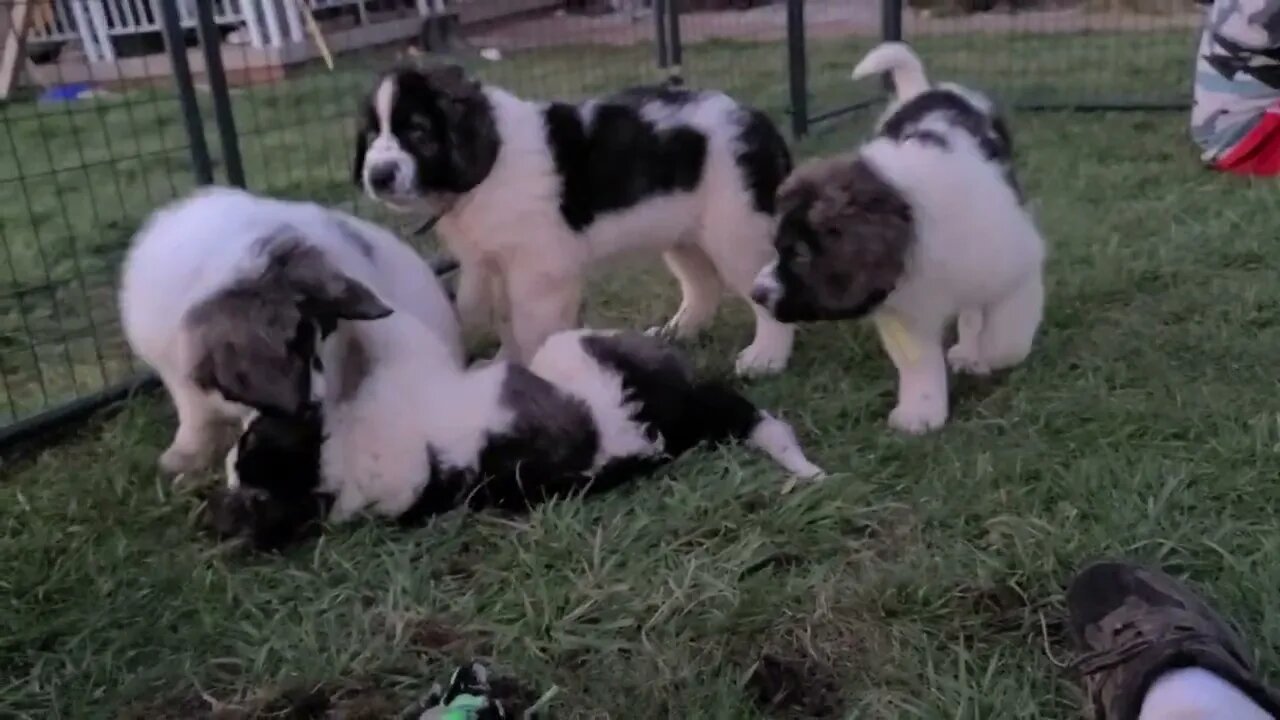 Ancient Guardians Pyrenean Mastiffs and fainting goat X