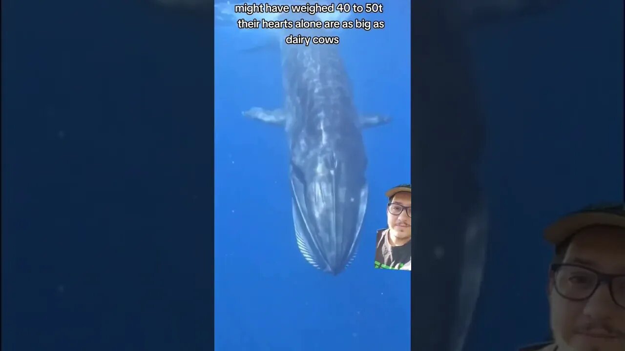 The Blues whale is the biggest animal to EVER exist