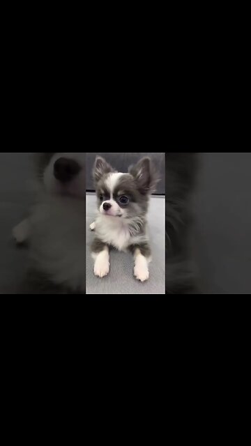 Hilarious Animal Fails - You Won't Believe What Happened Next!