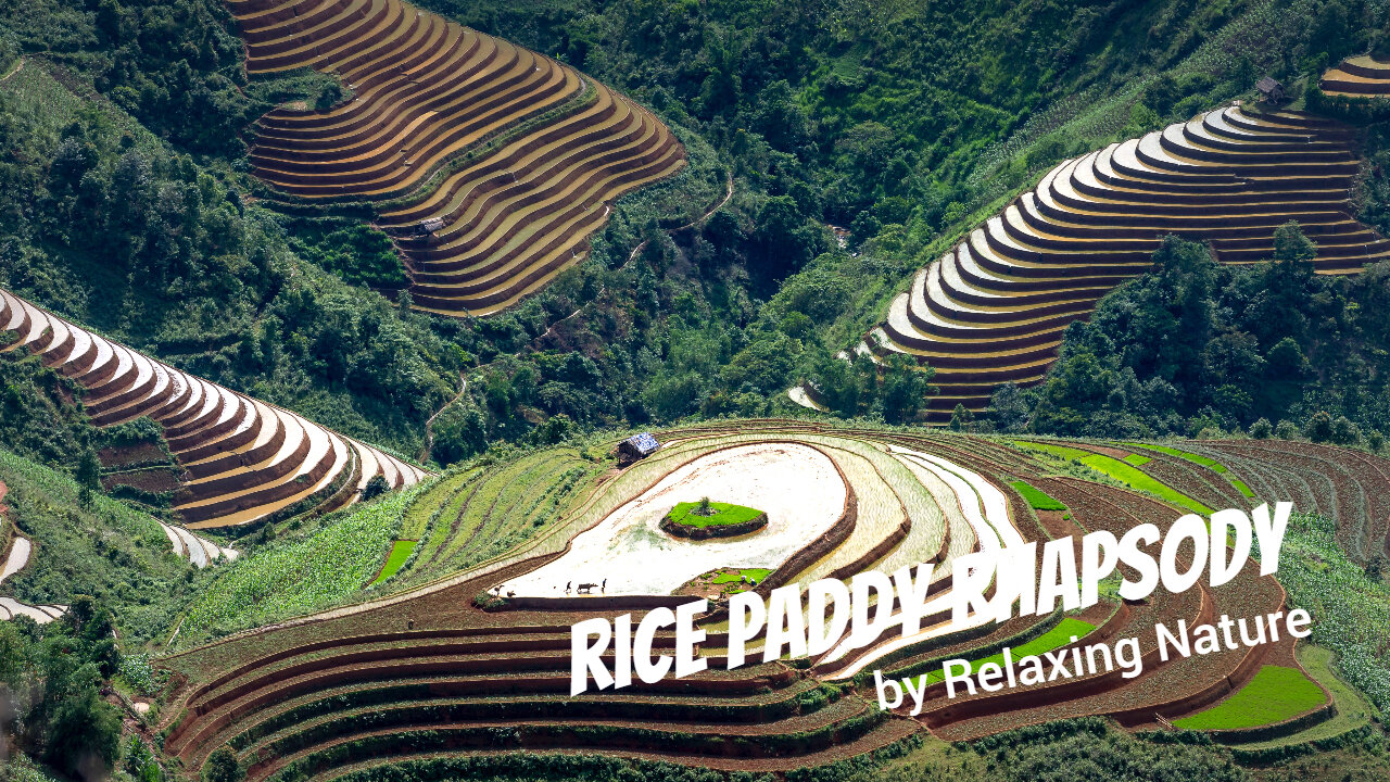 Rice Paddy Rhapsody – 60 minutes of Beautiful, Relaxing Music for Study, Work, Meditation, Sleep