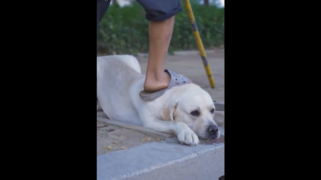 Dog saved blind man