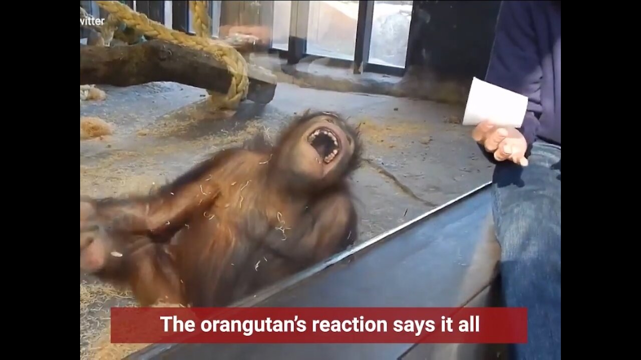 Magician has Orangutan in splits