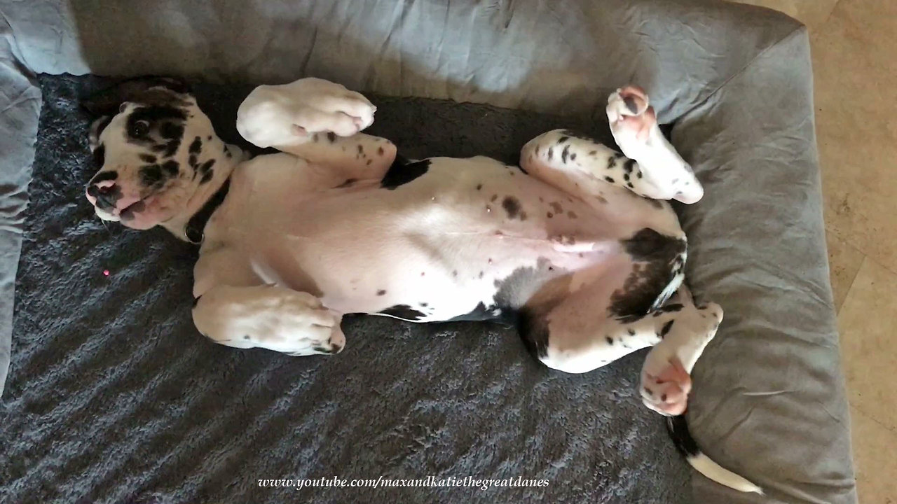 Lazy Great Dane puppy refuses to get out of bed