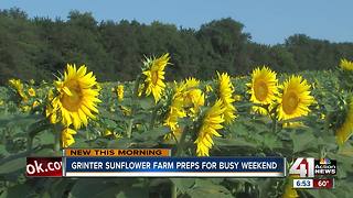 Sunflowers bloom at Grinter Farm, draw big crowds