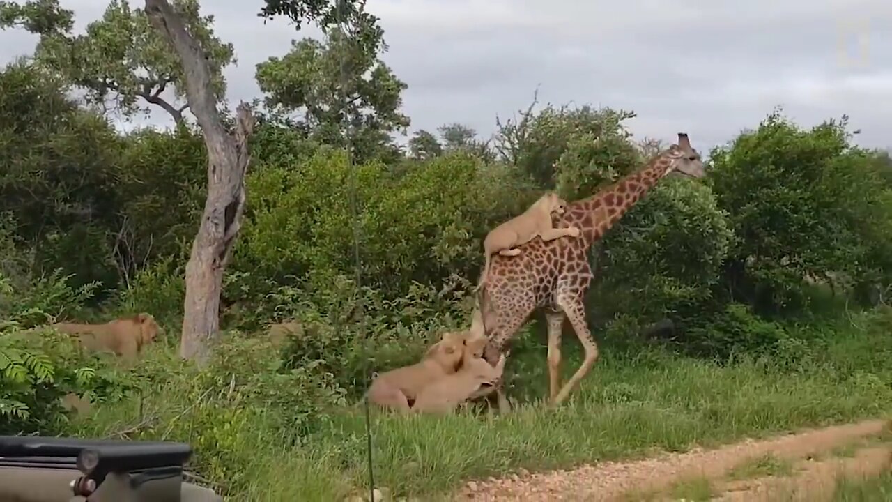 Wildlife Brave Giraffe Kick Five Lion To Save Baby - Power of LION In The Animal World But FAIL