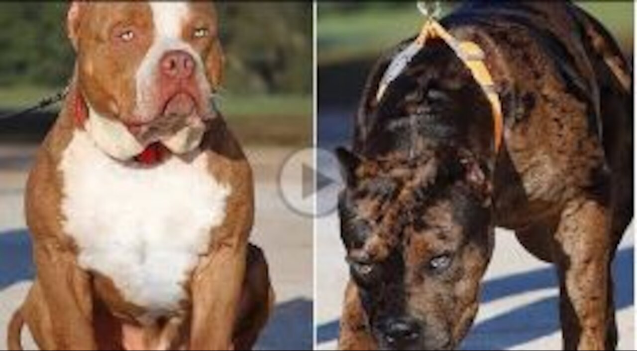 ∆American Bully Terrier ☠️☠️ __#rumblevideo #dogs | cutest overloaded |