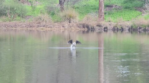 Gleeson Wetlands