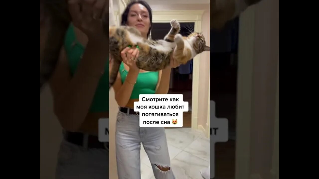 #shorts Смешные Коты Из Тик Тока 55 Funny Cats From Tiktok