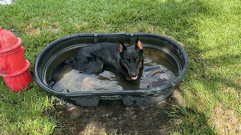 Cooling off after some herding