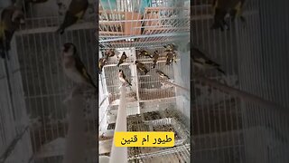 طيور ام قنين