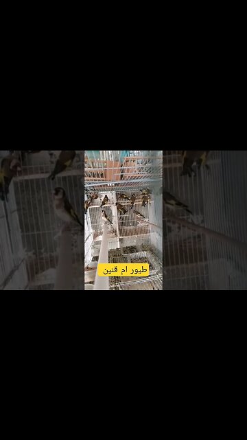 طيور ام قنين