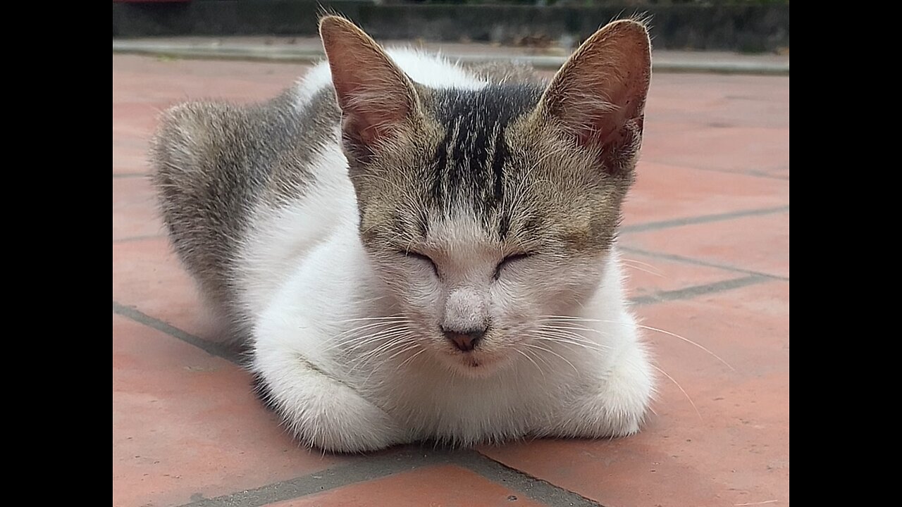 My cat is enjoying the wonderful tunes of life