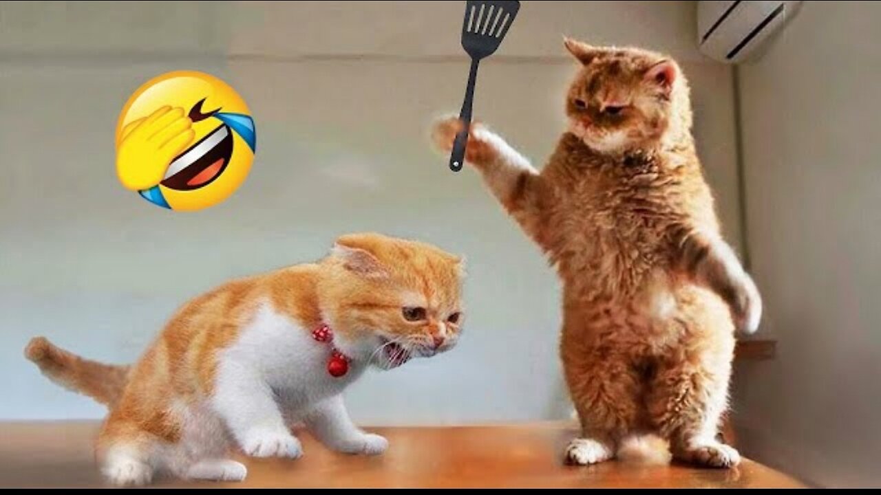 Funniest Animals 2023😂 New Funny Cats and Dogs video🐶🐱