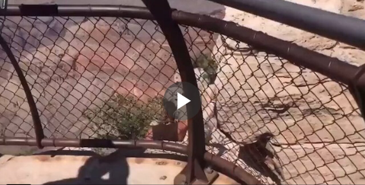 Man falls 180ft off the Grand Canyon trying to get a better view (He survived)
