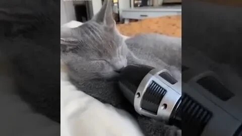 animais engraçados completo