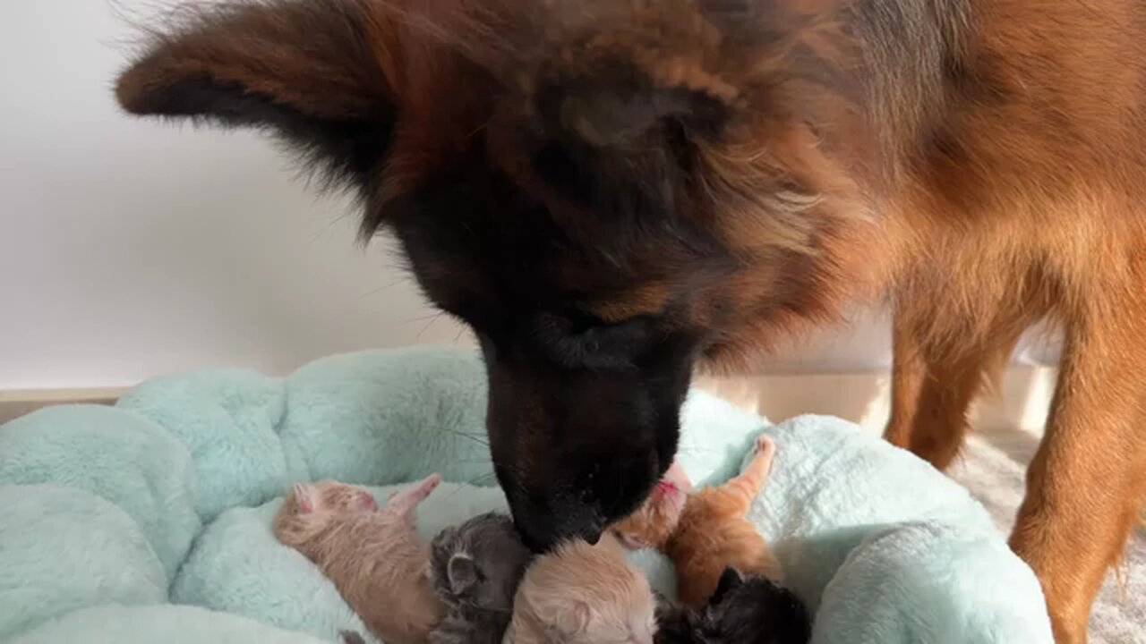 Newborn baby kittens by German shepherd #cat #puppy #dog