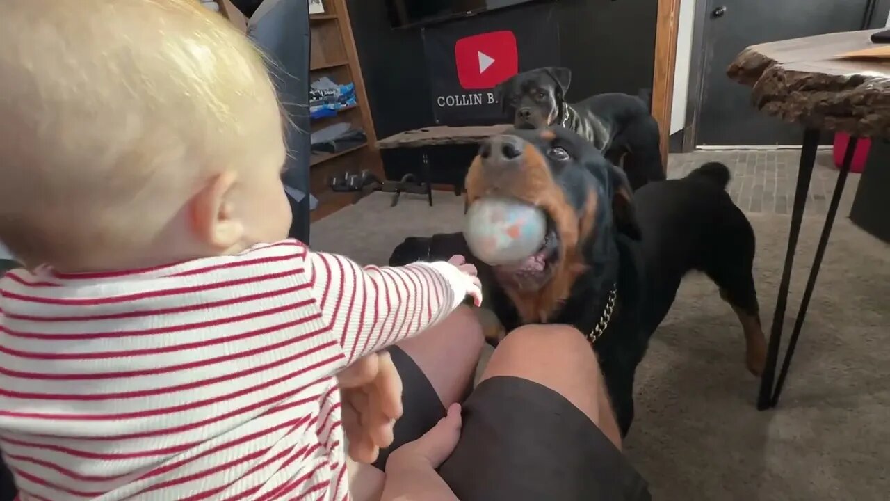 Baby Takes A Ball From A Rottweiler and This Happens