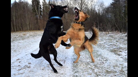 Make Your Dog Become Very Aggressive