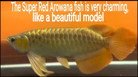 The Super Red Arowana fish is very charming, like a beautiful model