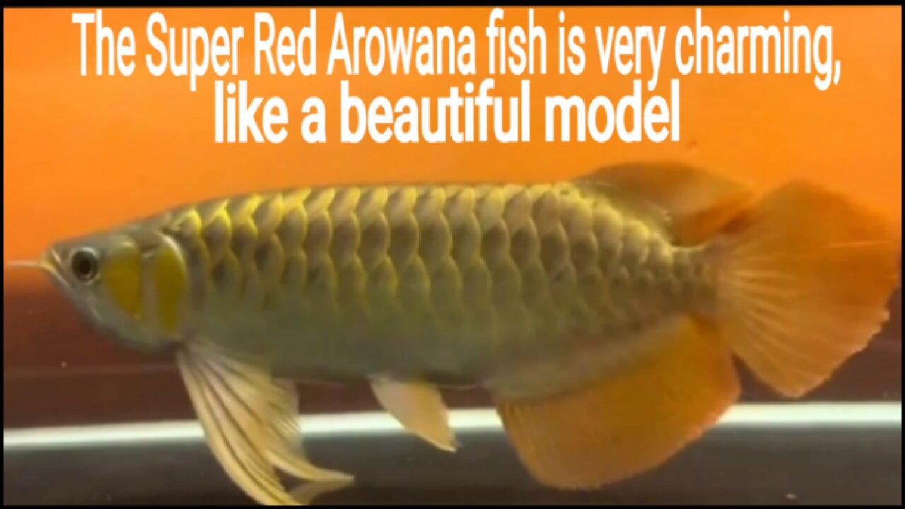 The Super Red Arowana fish is very charming, like a beautiful model