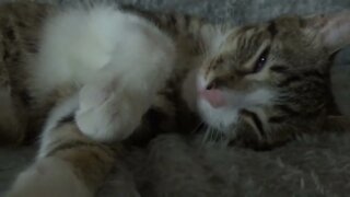 Pampered Kitten Purrs Softly