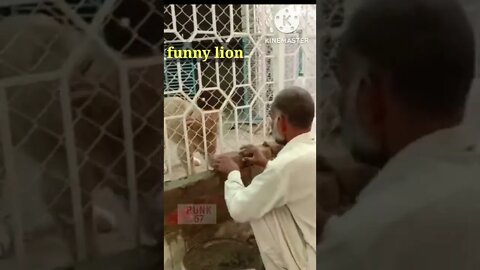 funny lion #shorts #video #viral #funny #shortsfeed