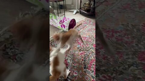 Kittens slow motion jump 😻 #cutekitty